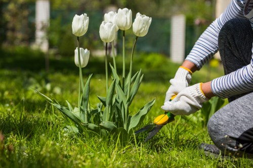 A gardener wearing striped long sleeves, grey trousers, and white gardening gloves is kneeling on a well-maintained lawn in a backyard or front garden, using yellow-handled pruning shears to trim the base of a small group of white tulips with tall green stems and elongated leaves. The garden features a lush, green grassy area with a dense hedge and a wooden fence in the background, characteristic of landscaped outdoor spaces in Mill Hill. The scene is set on a bright day with natural daylight, highlighting the vibrant green of the grass and the fresh white petals of the tulips. Gardening tools and precise trimming suggest ongoing garden maintenance and care, with a focus on flower bed edging and plant health, supporting local gardening services for detailed garden upkeep in the Mill Hill area.